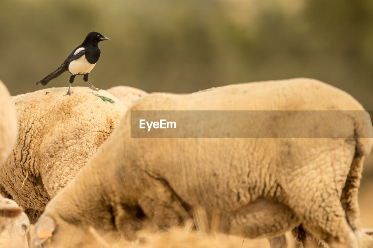 Close-up of bird perching on sheep