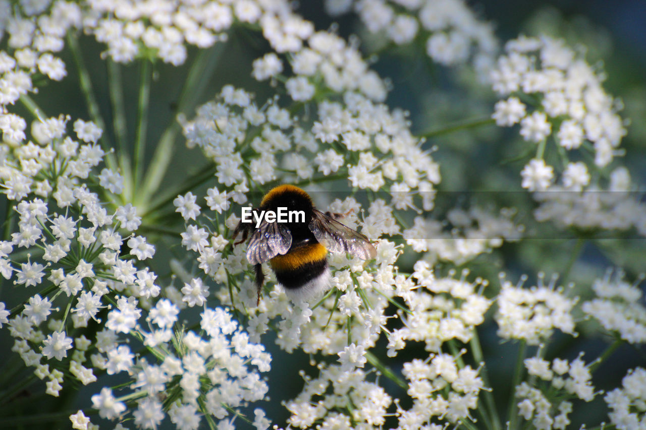 CLOSE-UP OF HONEY BEE ON WHITE FLOWER