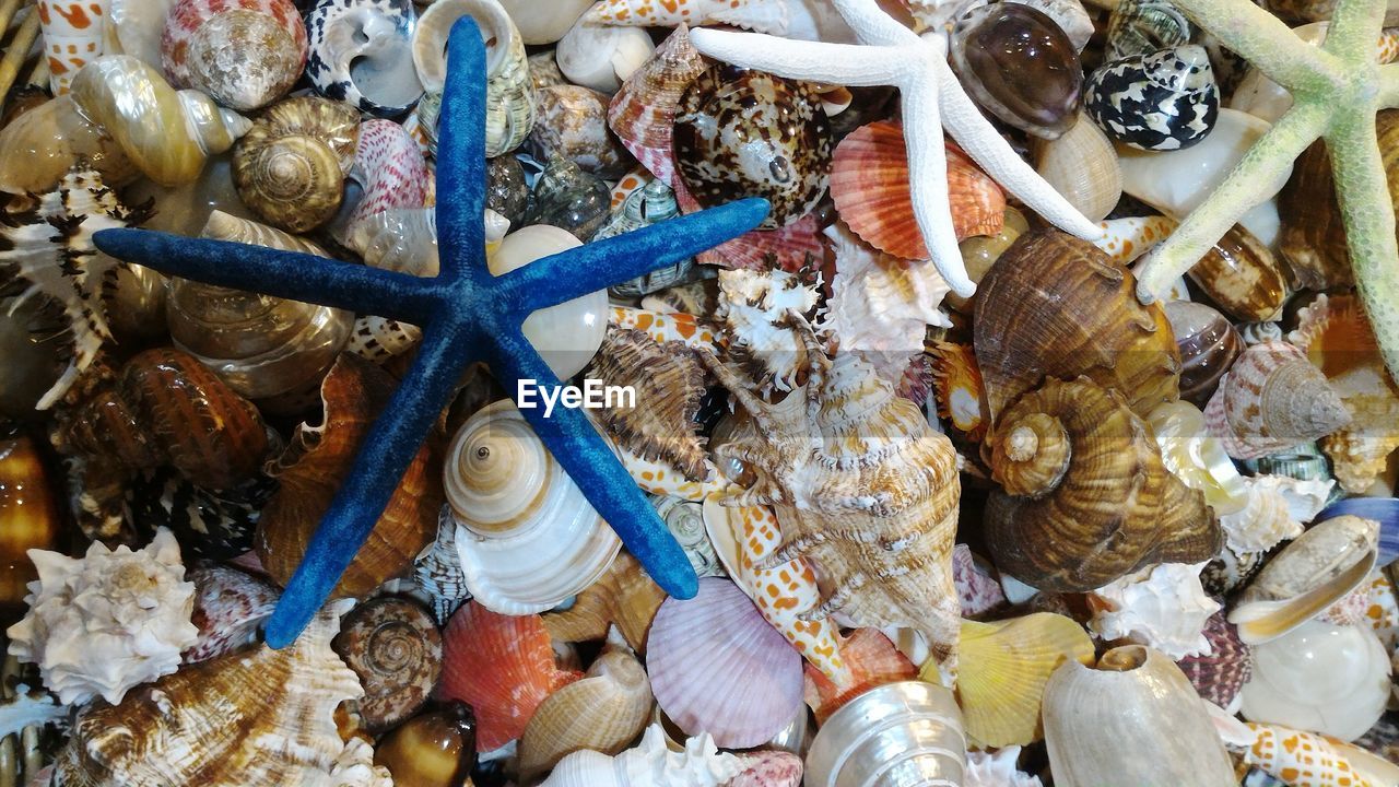 Full frame shot of various seashells and dead starfish for sale at market stall