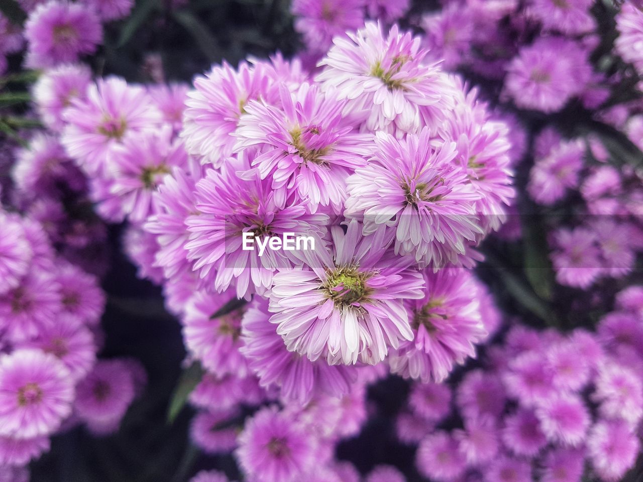 HIGH ANGLE VIEW OF PINK FLOWERING PLANT