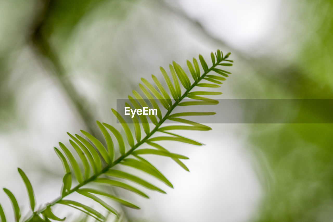 Close-up of green leaves on plant