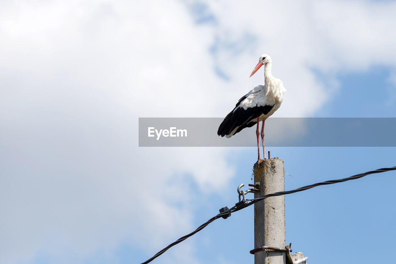 White stork standing on the cement pillar in belarus in summer