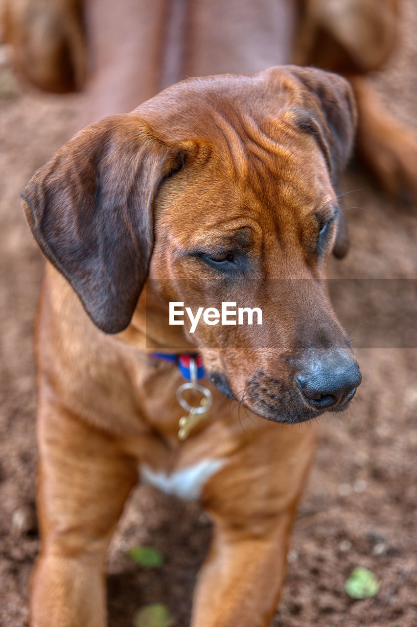 CLOSE-UP OF DOG LOOKING AWAY OUTDOORS