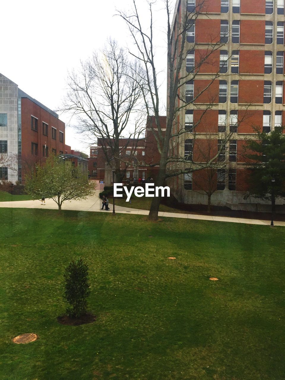 BARE TREE IN FRONT OF BUILDING