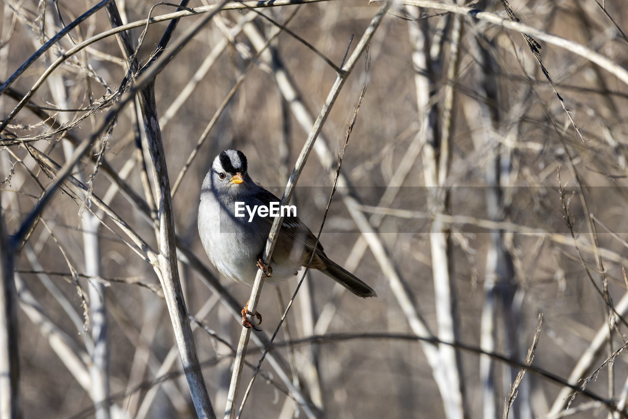 bird, animal wildlife, animal themes, animal, wildlife, branch, winter, one animal, perching, nature, tree, plant, no people, focus on foreground, bare tree, day, outdoors, twig, selective focus