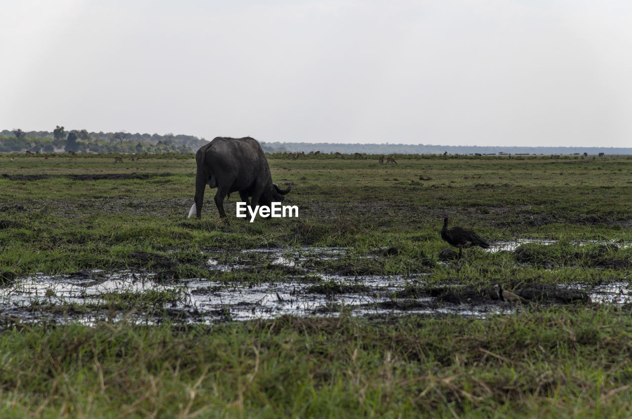 Buffalo grazing in a field