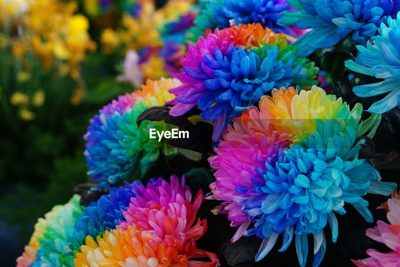 Close-up of multi colored flowers
