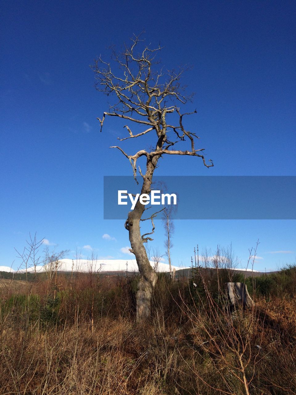 BARE TREES ON LANDSCAPE AGAINST CLEAR SKY