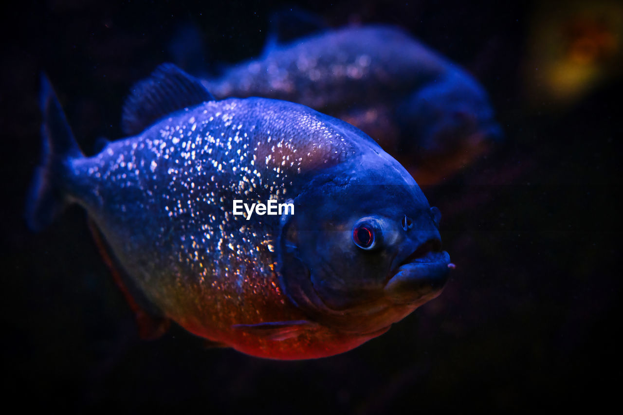 Close-up of fish swimming in sea