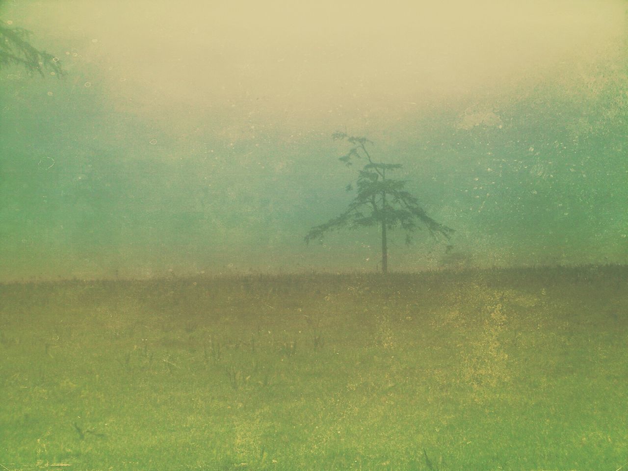 Lone tree on countryside landscape