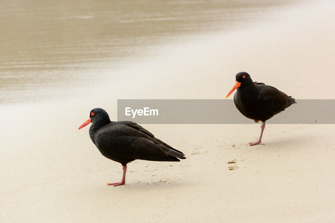 High angle view of birds perching at beach