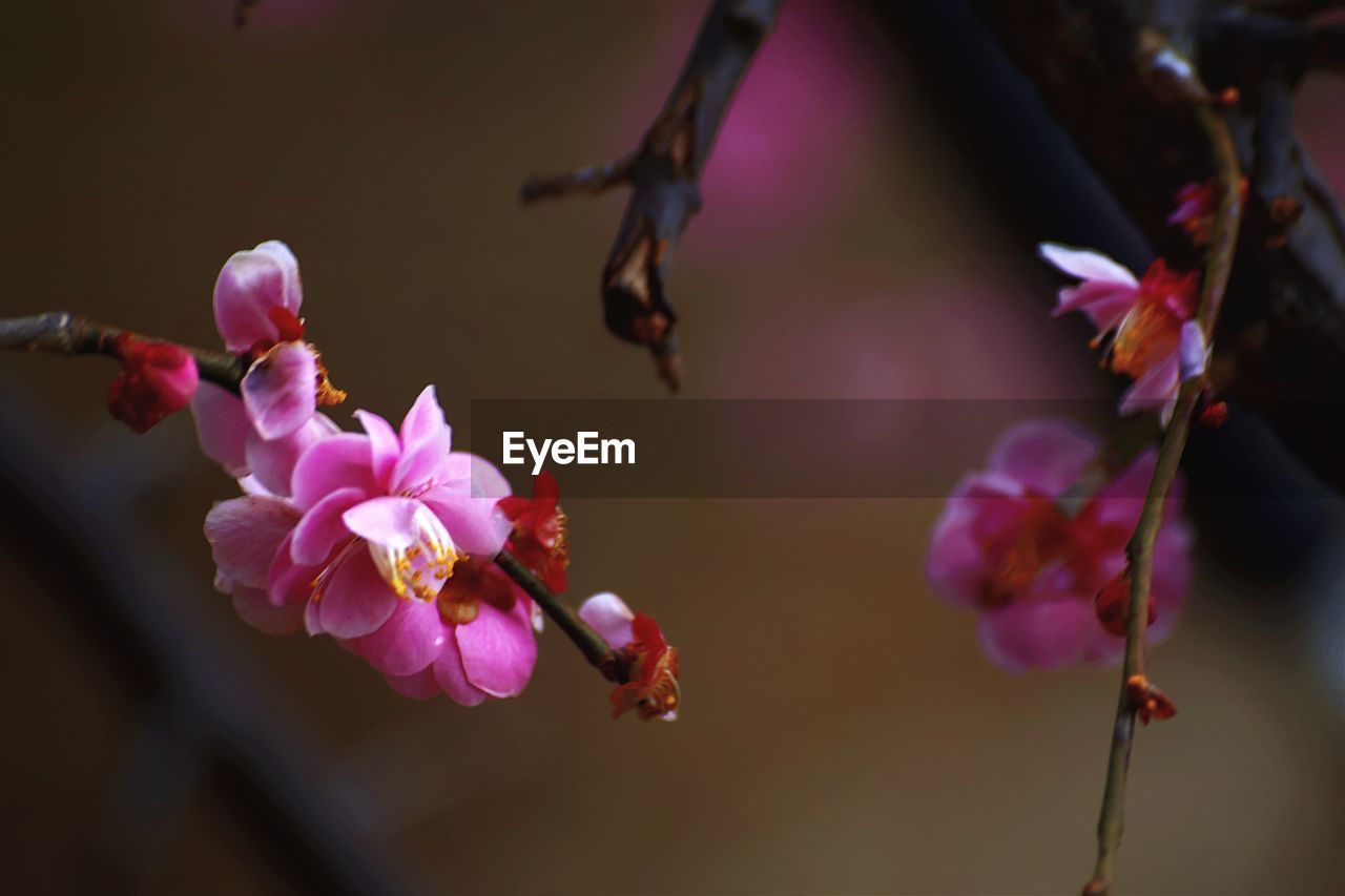 CLOSE-UP OF CHERRY BLOSSOM