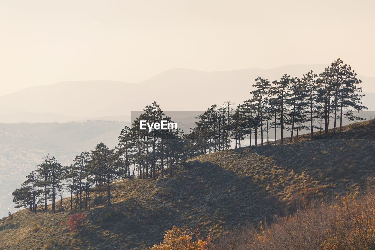 TREES GROWING ON LANDSCAPE AGAINST SKY