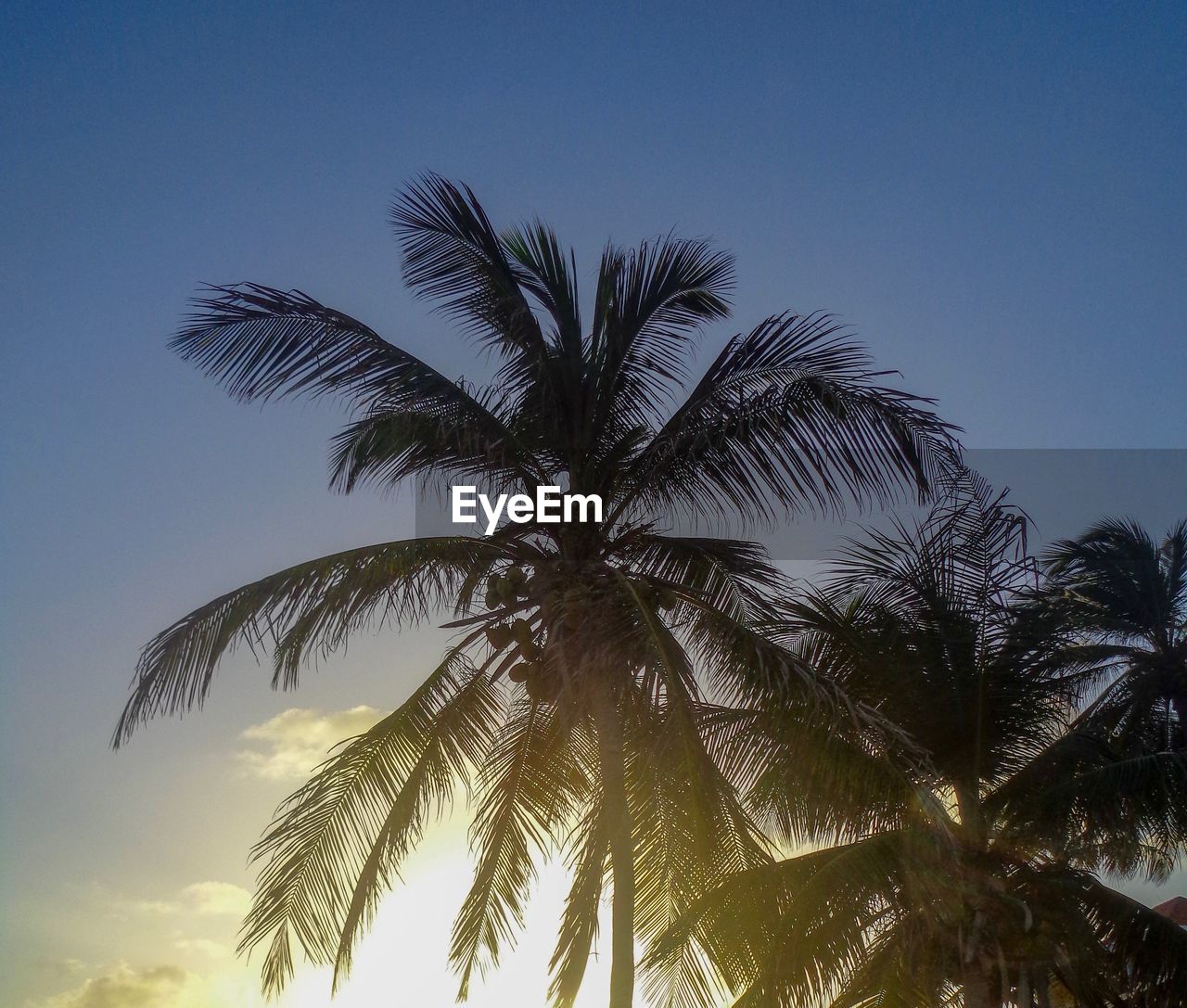 Low angle view of palm trees against clear sky