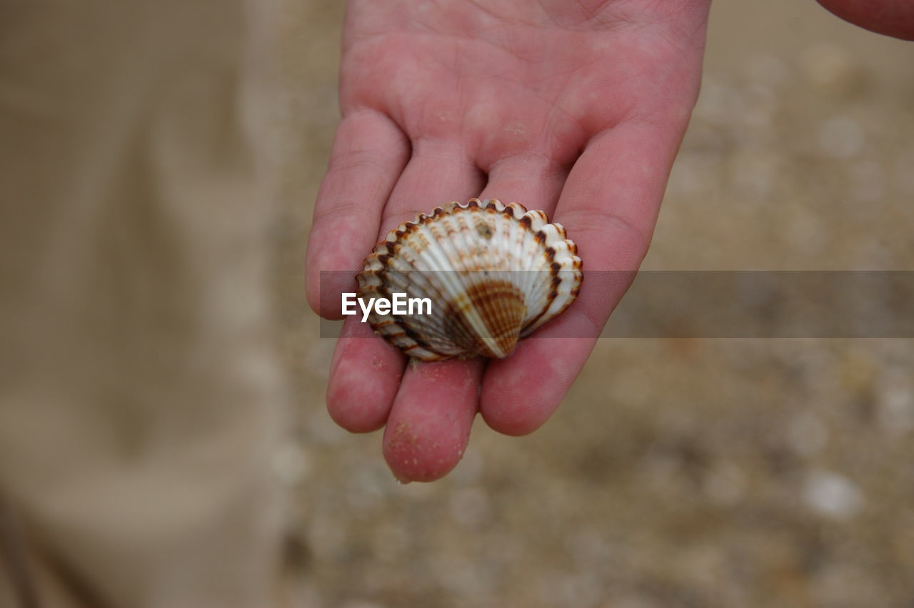 Close-up of a hand holding shell