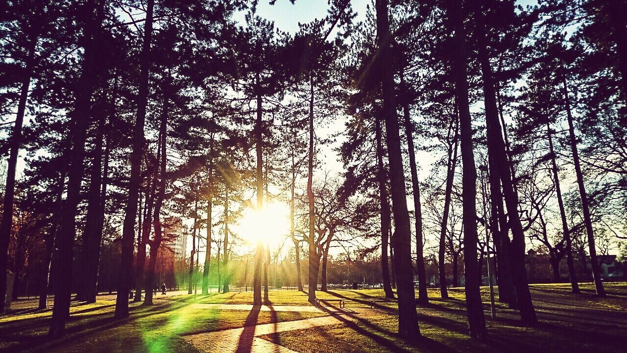 SUNSET OVER TREES