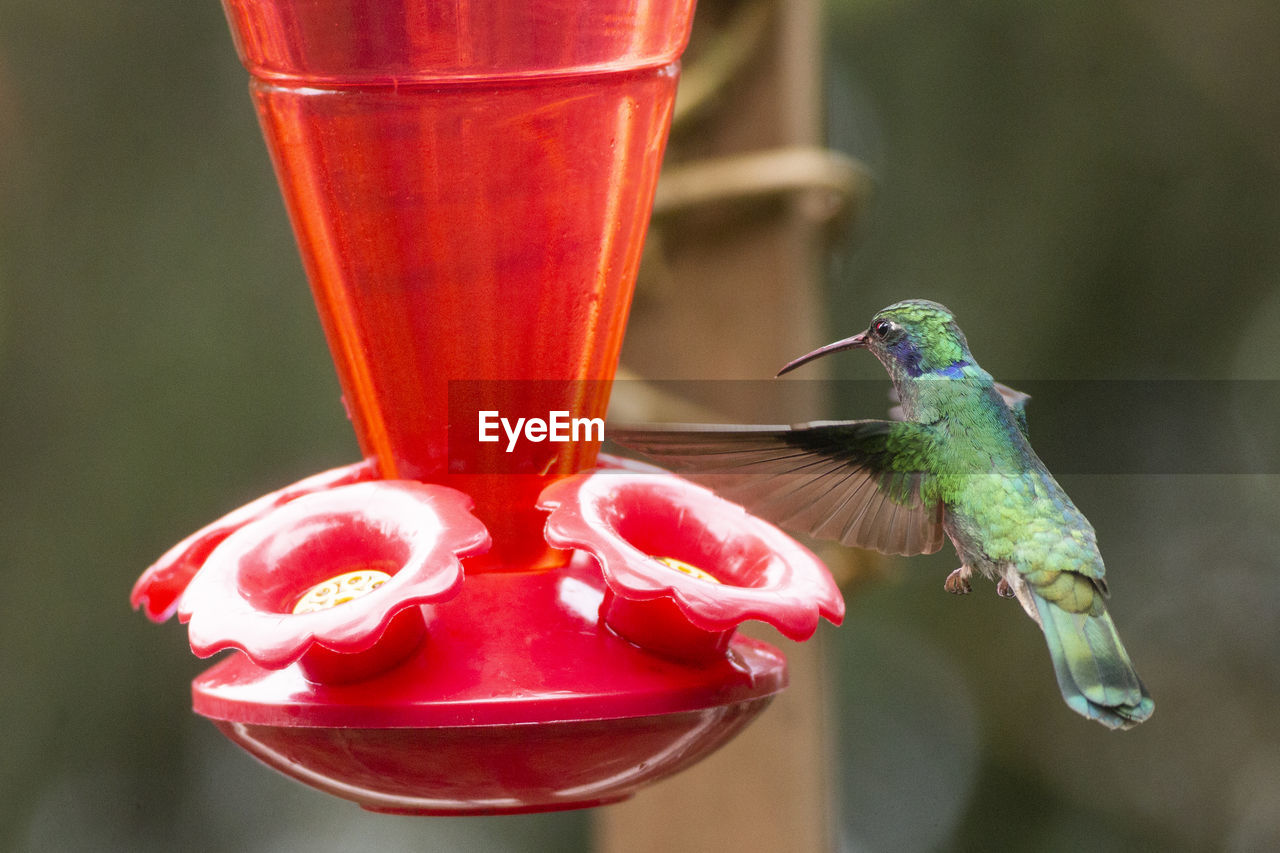 CLOSE-UP OF RED BIRD FLYING OVER A DRINK