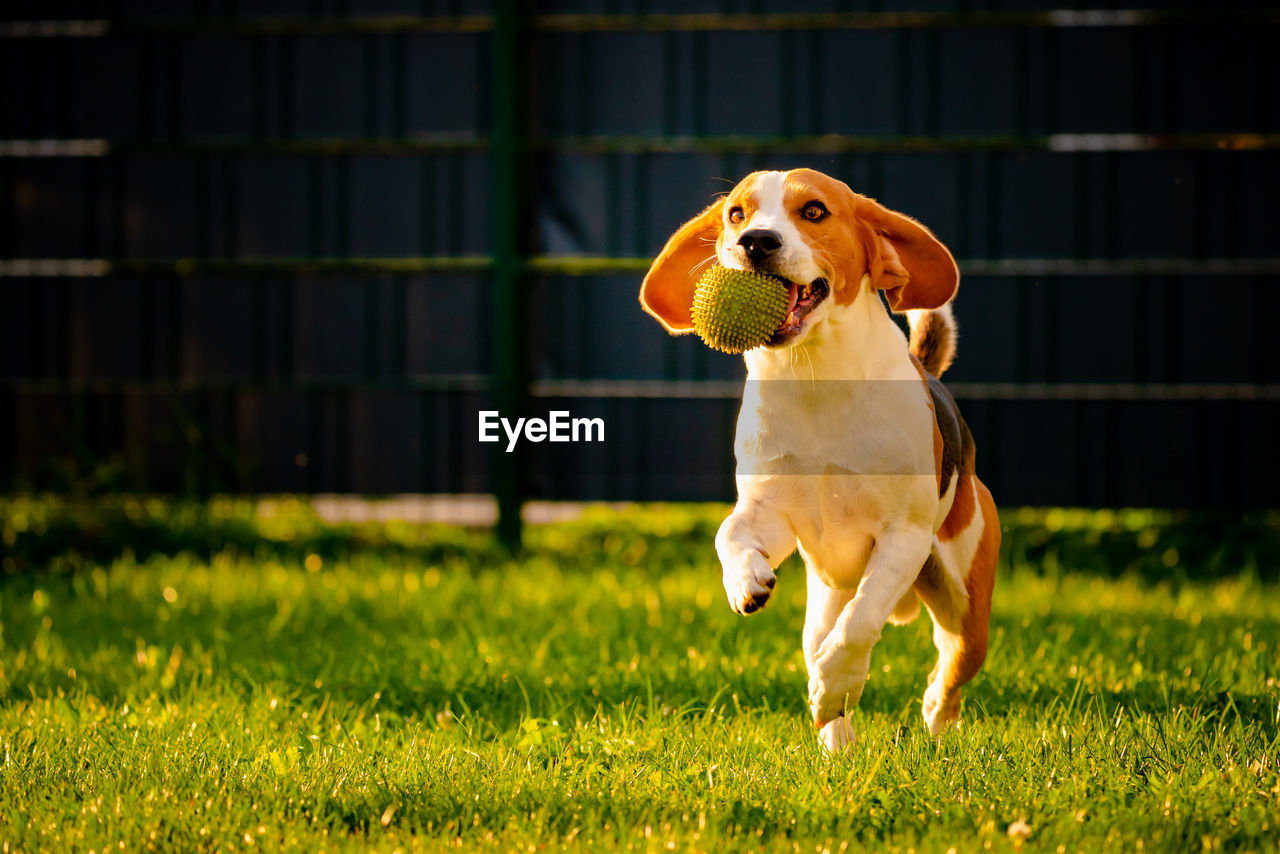 CLOSE-UP OF DOG RUNNING IN FIELD