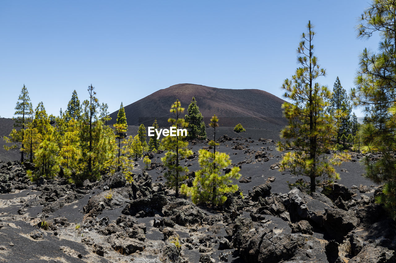 Volcanic landscape on sunny day in tenerife. chinyero volcano. tenerife, canary islands, spain.