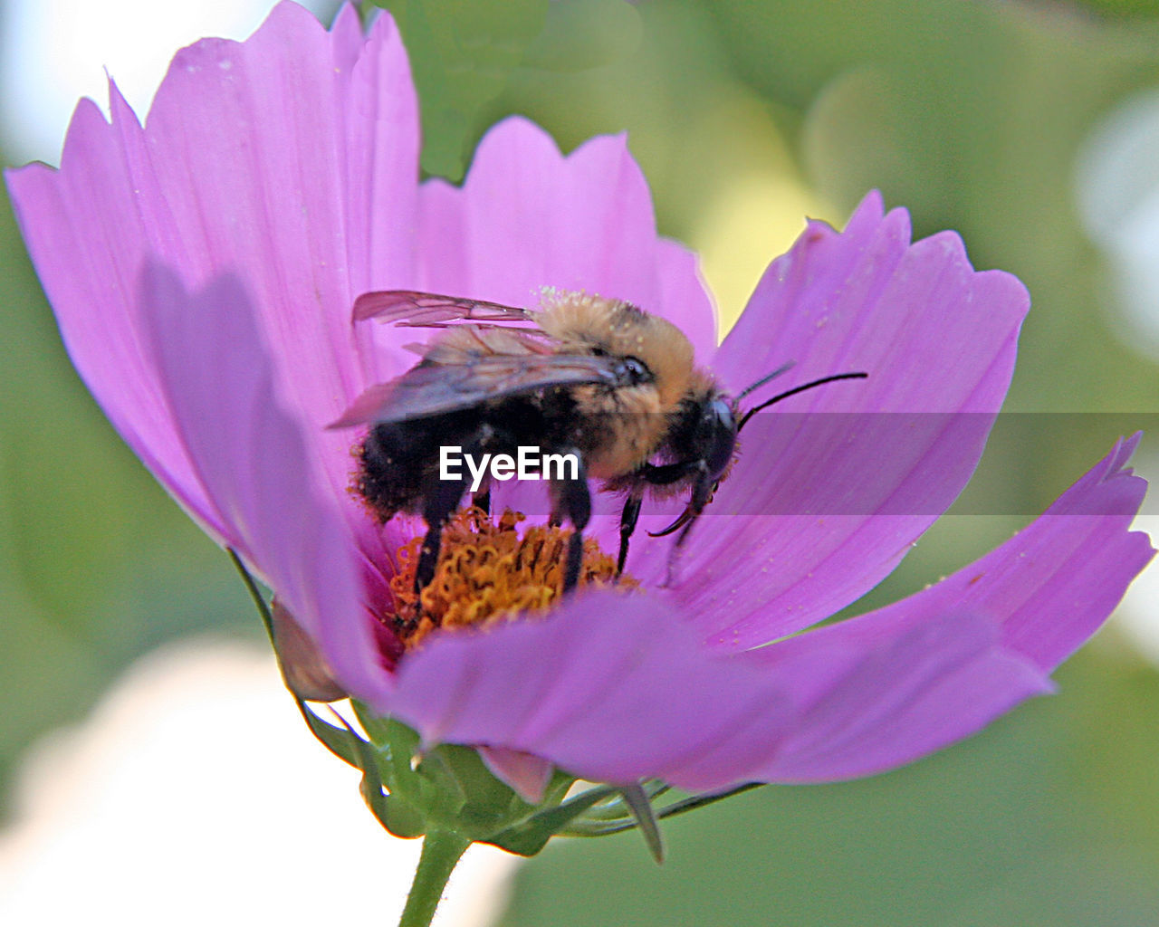 CLOSE-UP OF HONEY BEE ON PINK FLOWER