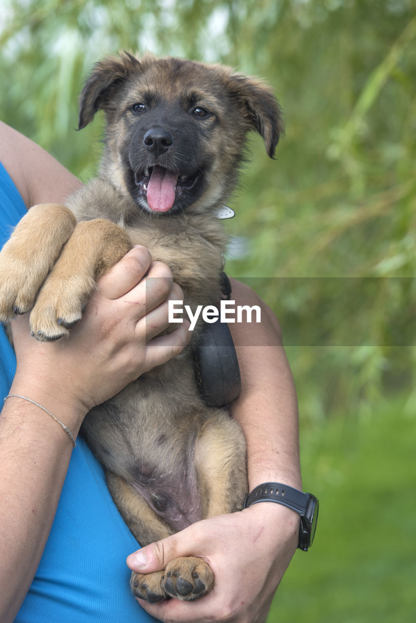 MIDSECTION OF PERSON HOLDING DOG WITH HAND ON MOUTH