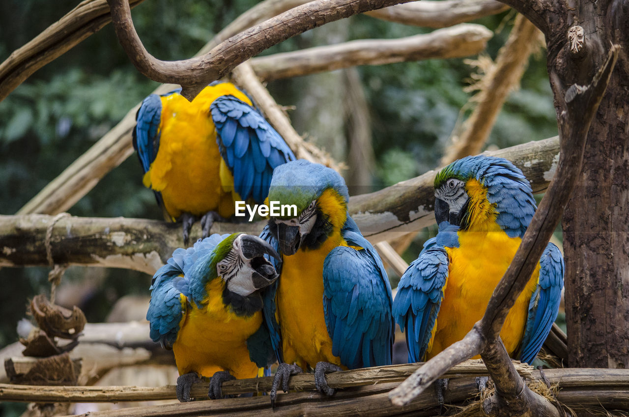 Gold and blue macaws perching on branch