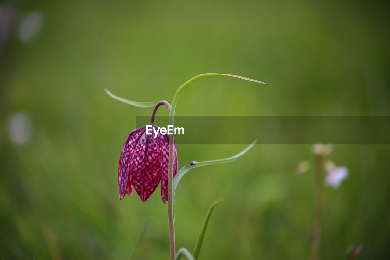 Snake's head fritillary fritillaria meleagris close-up view growing in field