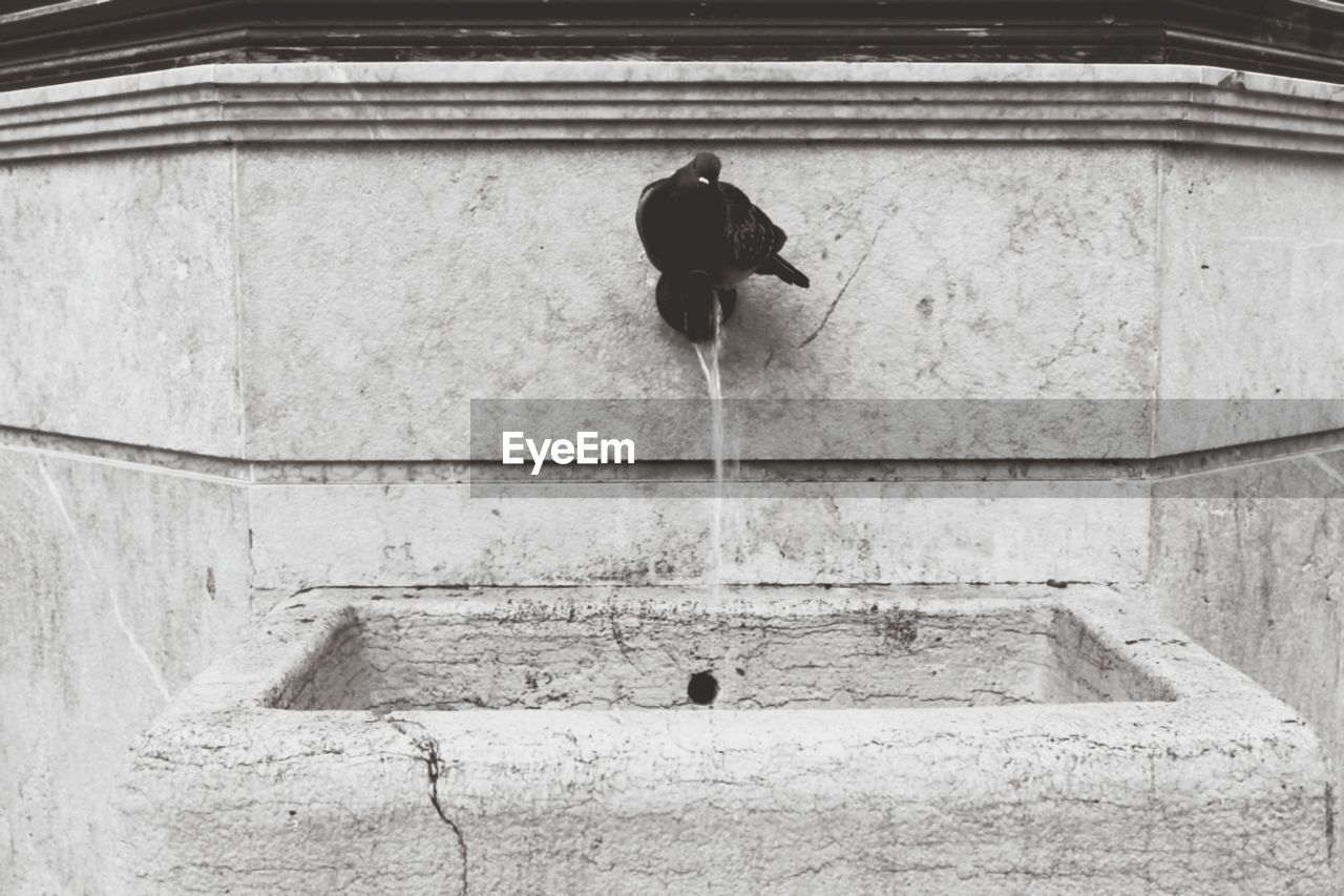 Pigeon perching on a fountain