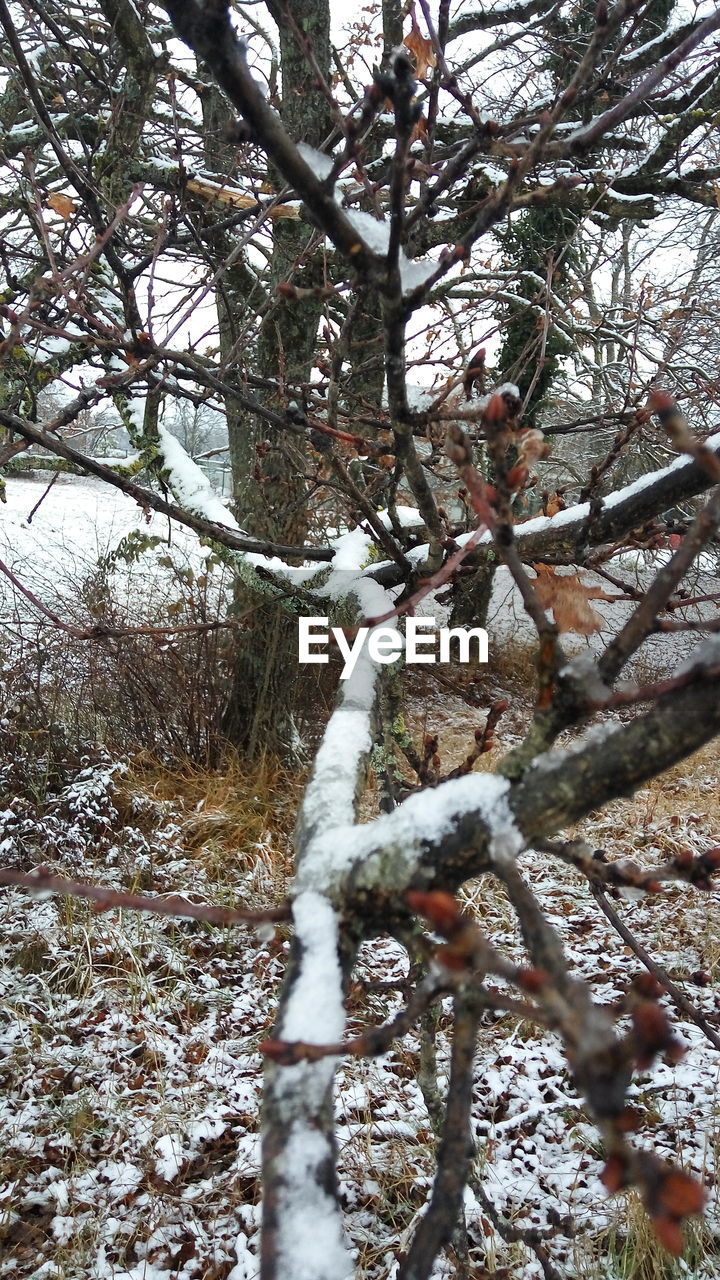 CLOSE-UP OF BIRD ON BRANCH