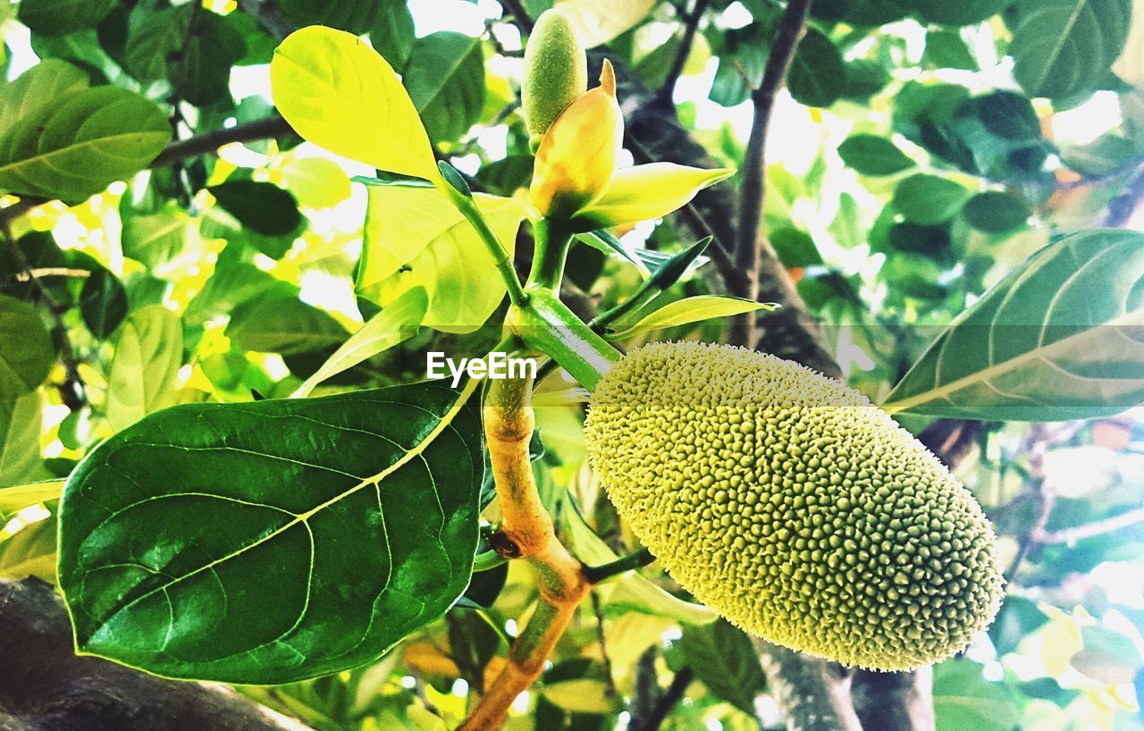 CLOSE-UP OF FRESH FRUITS ON TREE