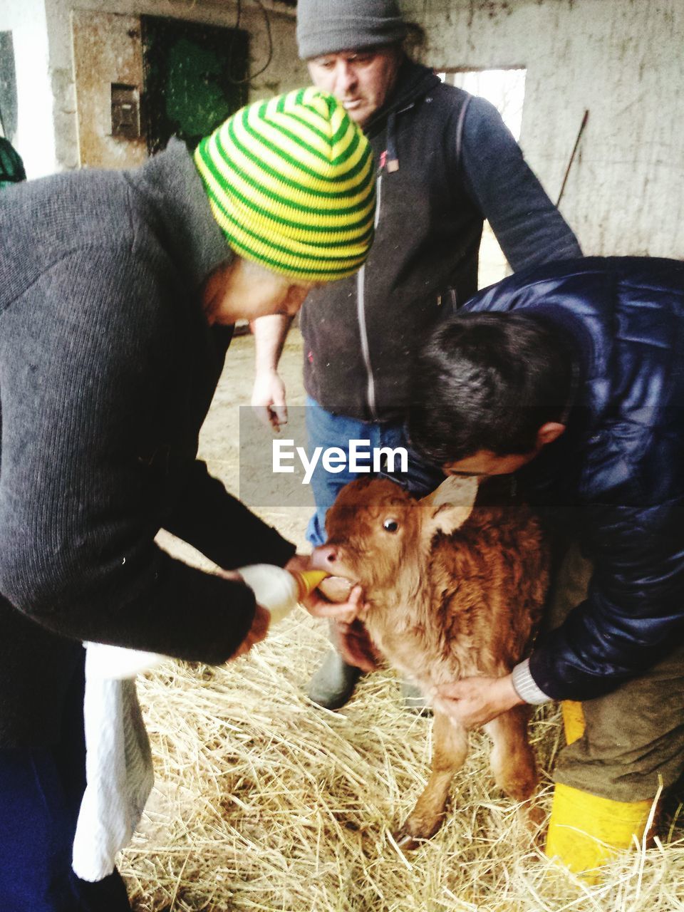 Man feeding milk to calf with friends at farm