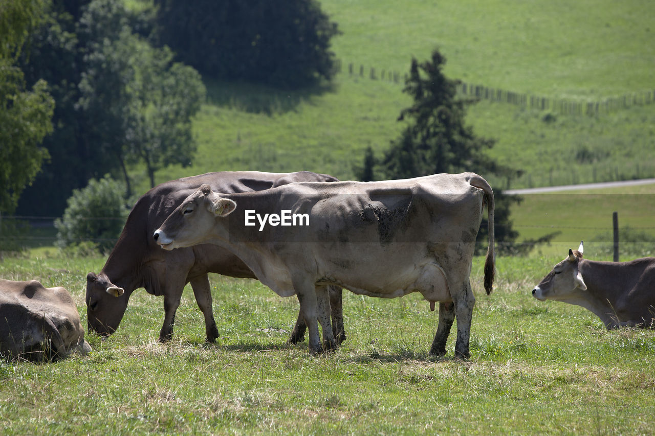 Herd of cows on a meadow in bavaria, germany