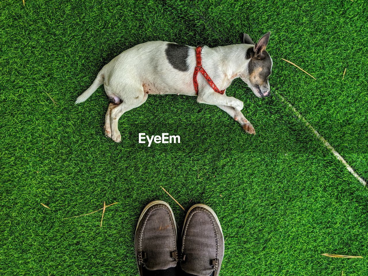 LOW SECTION OF DOG STANDING ON GREEN GRASS