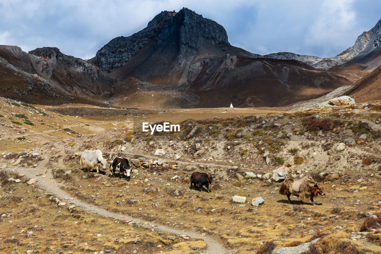 VIEW OF SHEEP IN A DESERT