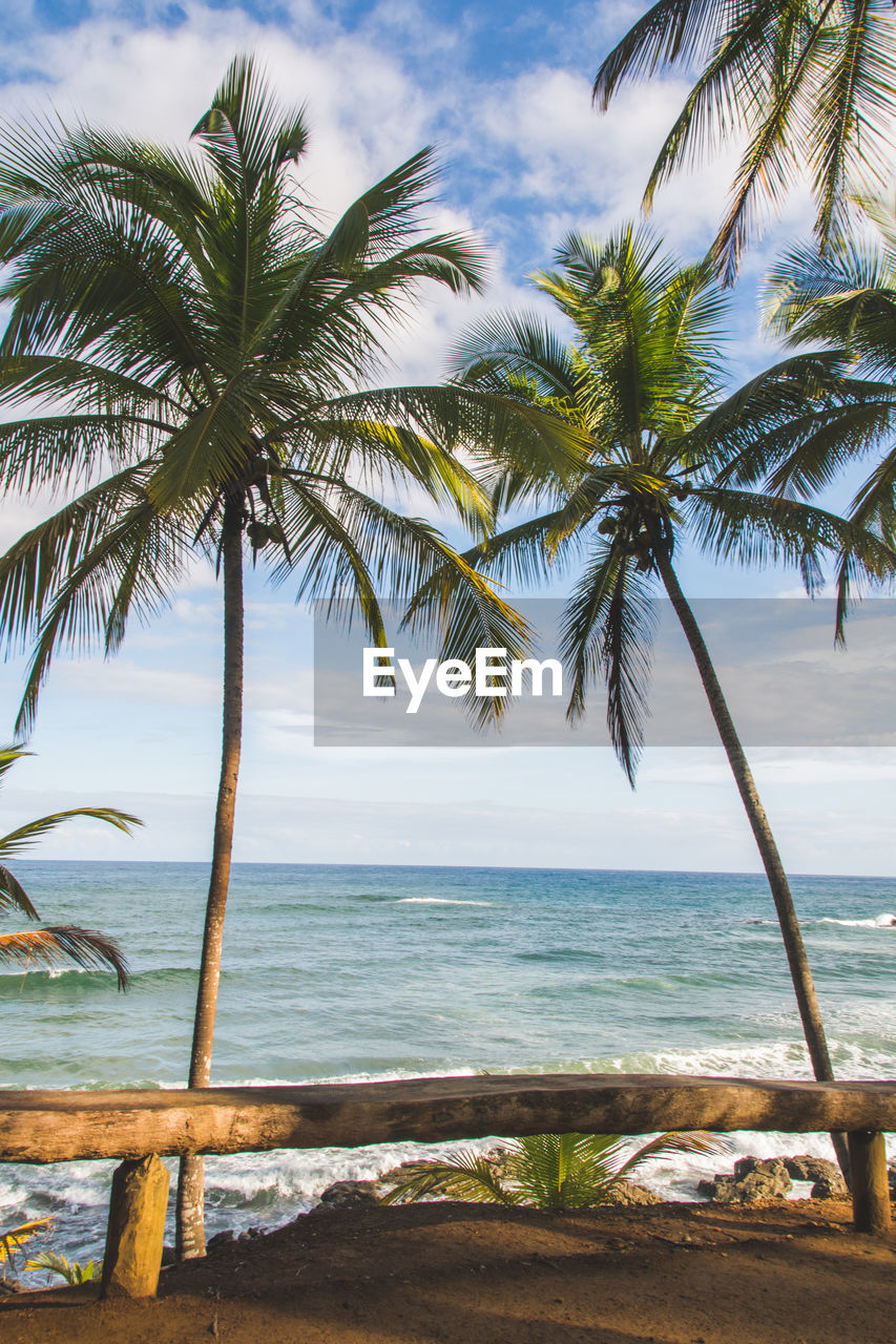 Palm trees by sea against sky