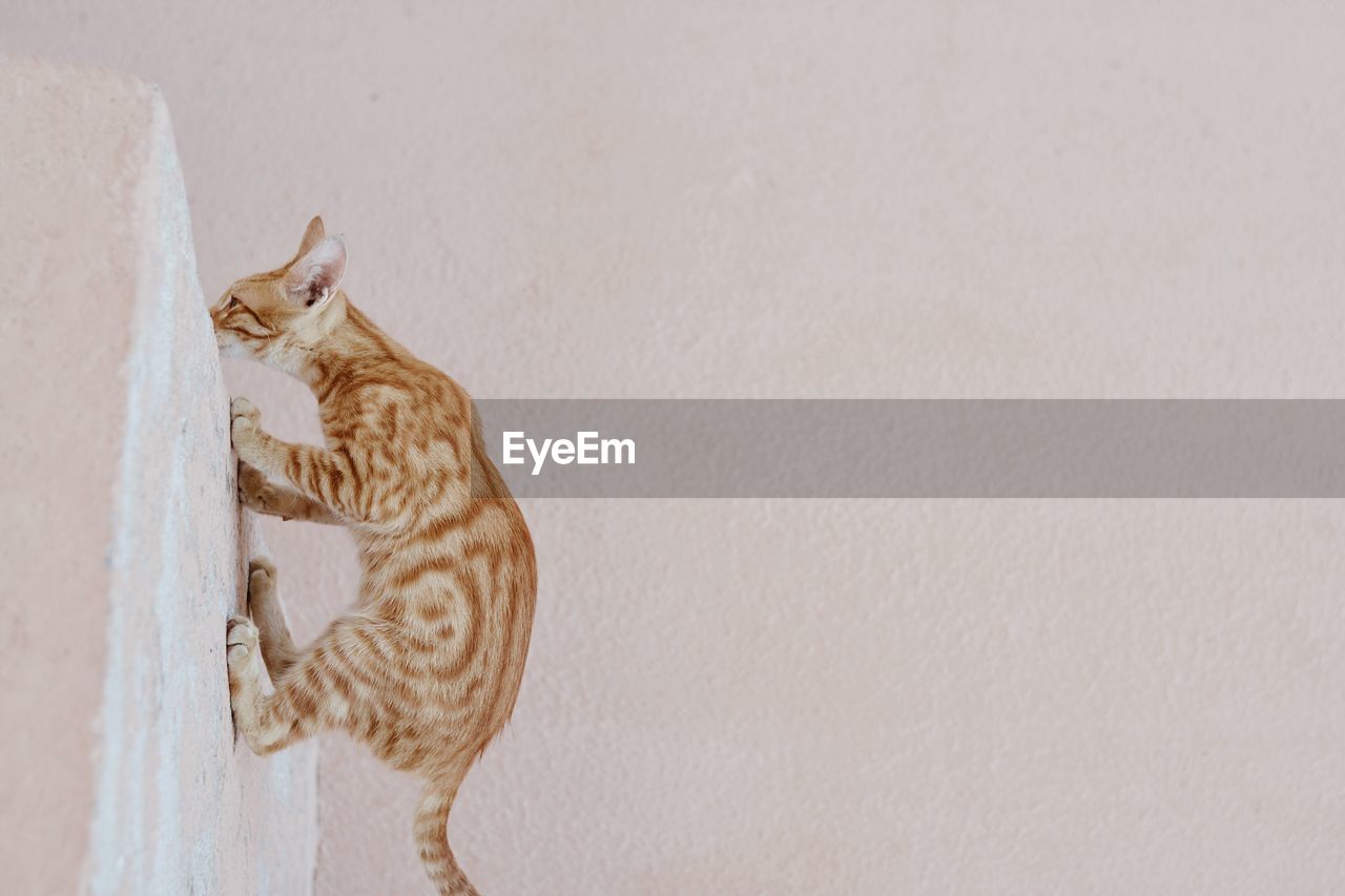 Tilt image of cat against wall