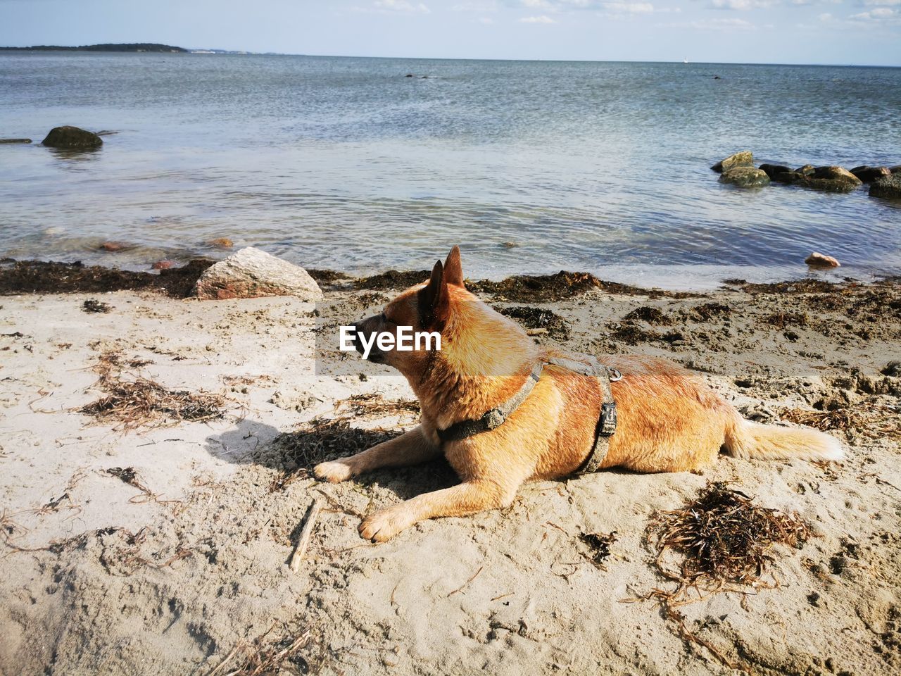 DOG AT BEACH