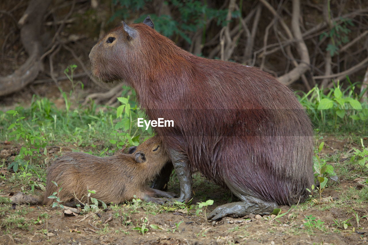 Closeup portrait of mother and baby capybara hydrochoerus hydrochaeris feeding on riverbank bolivia.