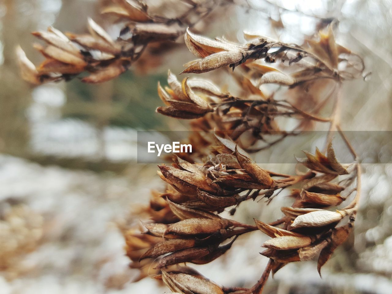 Close-up of dried plant