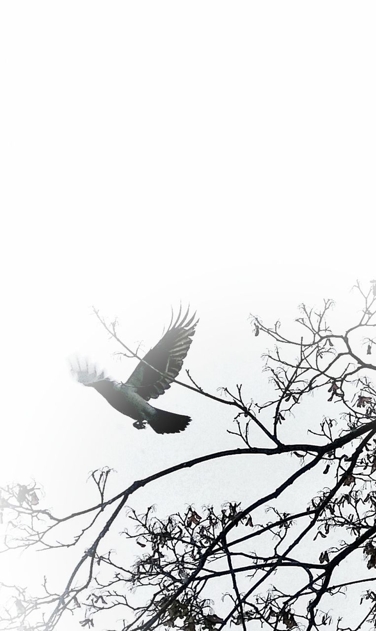 BIRDS FLYING IN SKY