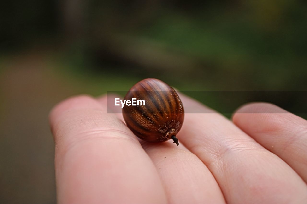 CLOSE-UP OF PERSON HAND HOLDING SMALL