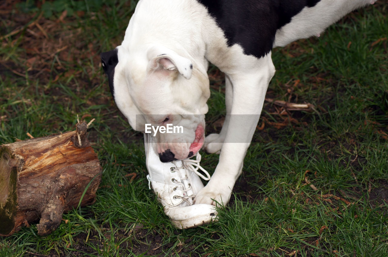 HIGH ANGLE VIEW OF DOG ON FIELD