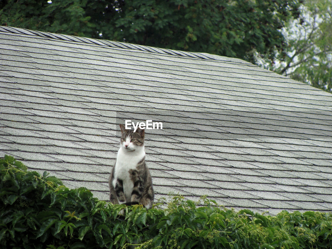 Low angle view of cat sitting by plants on roof