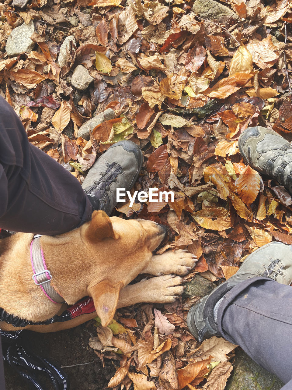 MIDSECTION OF PERSON WITH DOG DURING AUTUMN