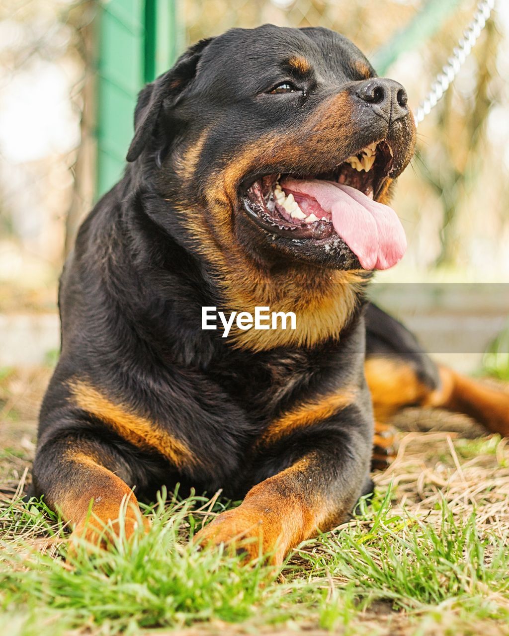 Close-up of dog sitting on grass