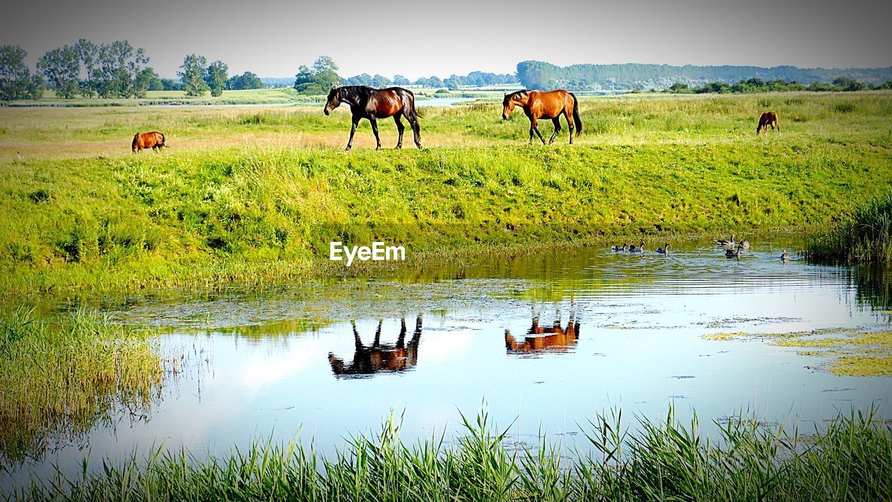 Horses on field against sky