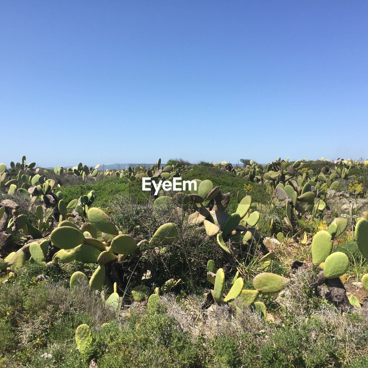 CACTUS GROWING ON FIELD AGAINST CLEAR SKY
