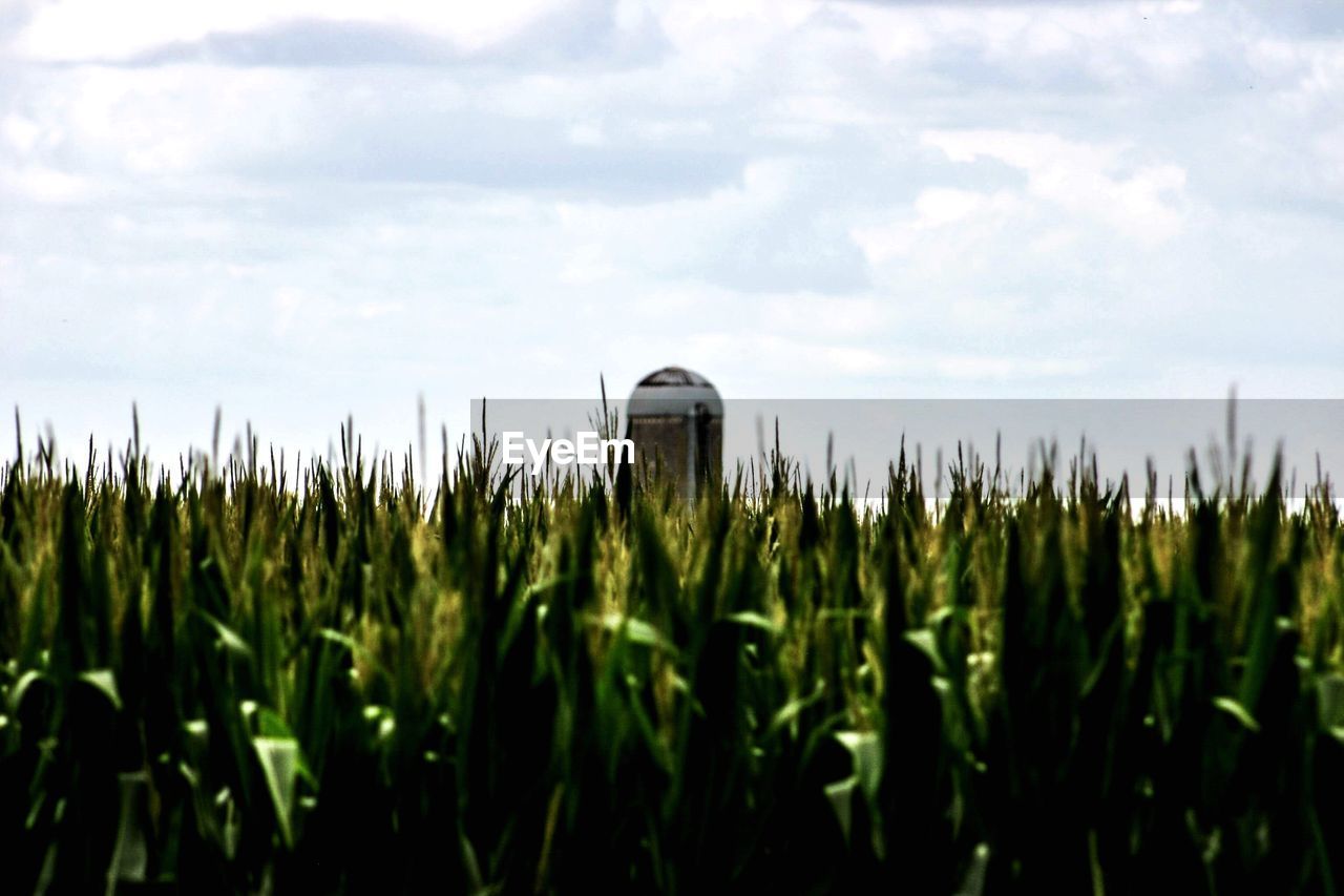 Crops growing on field against sky