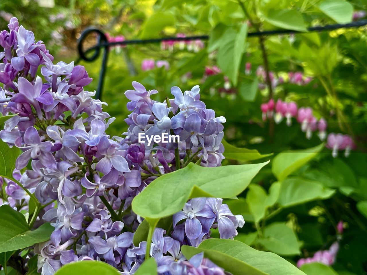 flower, plant, flowering plant, beauty in nature, freshness, purple, plant part, lilac, leaf, growth, fragility, garden, nature, close-up, petal, springtime, blossom, inflorescence, flower head, wildflower, botany, focus on foreground, no people, day, green, outdoors