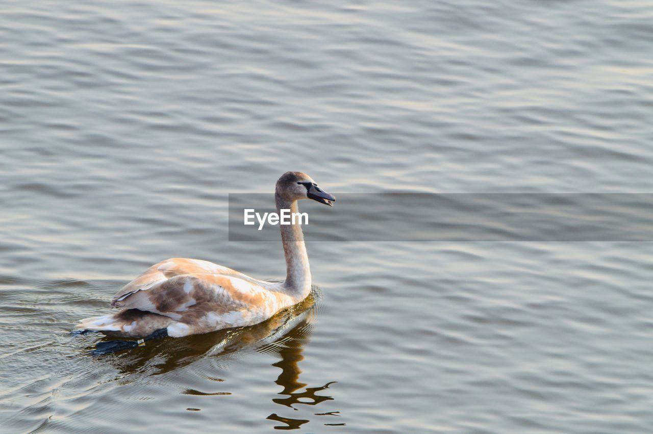 MALLARD DUCK SWIMMING IN LAKE